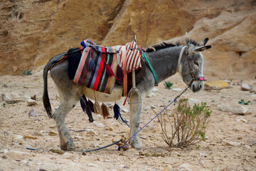 Resting donkey tied to a shrub in Jordan, MIddle East