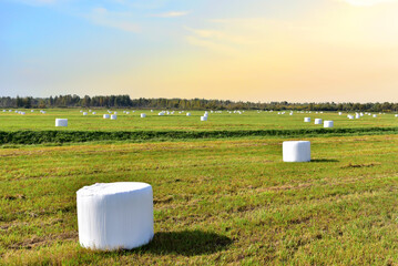 Hay in rolls in white packages stored on field on blue sky background. Harvesting dry grass for agriculture. Ecological fuel in straw briquettes. Biofuel production from agricultural residues