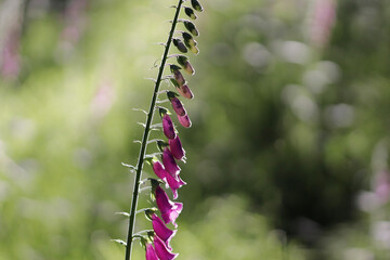 flowers in the garden