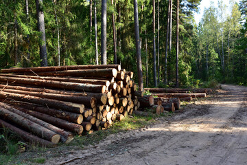 Piled pine tree logs  in forest. Stacks of cut wood. Wood logs, timber logging, industrial...