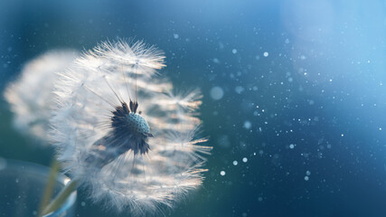 Macro dandelion at blue background. Freedom to Wish. Seed macro closeup. Goodbye Summer. Hope and...