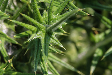 close up of a plant