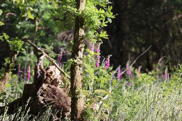 Fototapeta premium wild cat on the grass