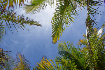 stunning landscape of the leaves of coconut tree with a blue sky