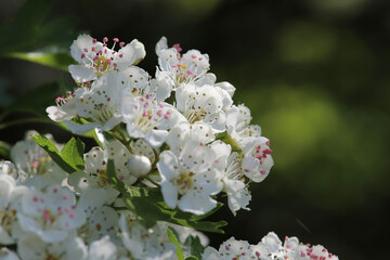 tree blossom