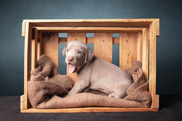 Weimaraner Welpen in einer Holzkiste