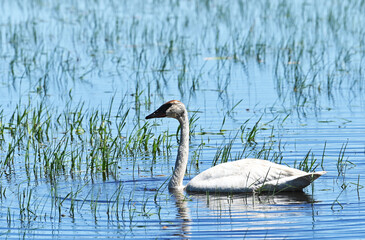 Trumpeter Swan
