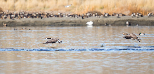 Pair of Canada Geese Take off in a Waterfowl Filled Refuge Pond