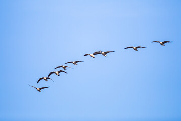 Flock of Canada Geese Form a Check Mark Against a Bright Blue Sky