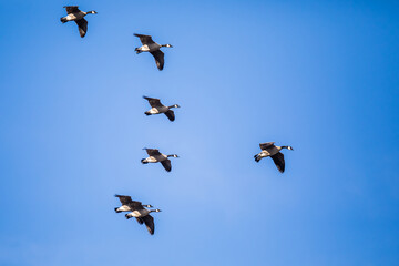 Flock of Canada Geese Landing Against a Bright Blue Sky