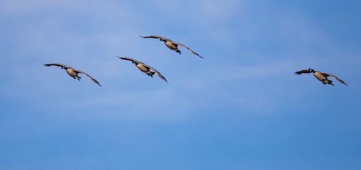 Flock of Canada Geese Bank Coming in for a Landing Against a Bright Blue Sky