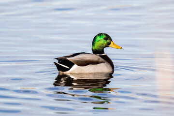 Obraz premium Handsome Male Mallard Duck Enjoys a Warm Winter Day