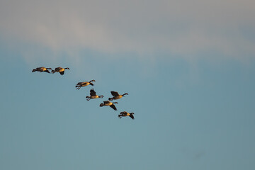 Flock of Canada Geese Bank Coming in for a Landing Against a Dak Blue Sky