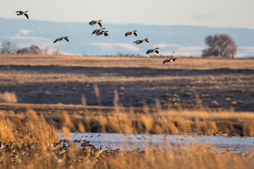 Flock of Canada Geese Coming in for a Landing at McNary Wildlife Refuge