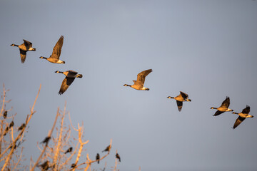 Flock of Cackling Geese Flying in Golden Evening Light