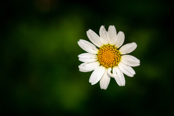 Obraz premium Gros plan sur une fleur de pâquerette blanche sur fond vert