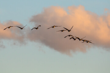Flock of Cackling Geese Flying in Golden Evening Light