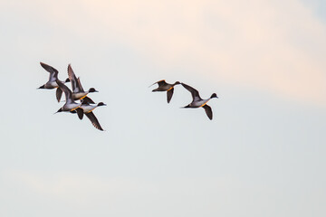 Flock of Beautiful Northern Pintails Circling forLanding in Golden Evening Light