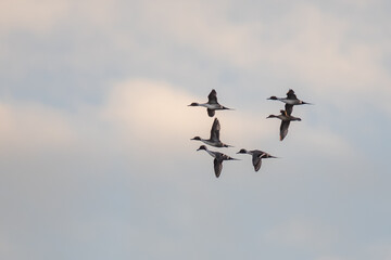 Flock of Beautiful Northern Pintails Circling forLanding in Golden Evening Light