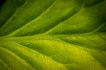 Macro sur les nervures d'une feuille verte