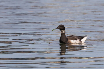 Black Brant Goose Forages for Eelgrass