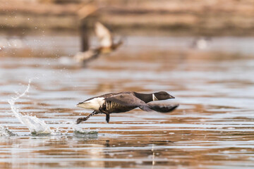 Black Brant Goose Takes Off With a Running Start