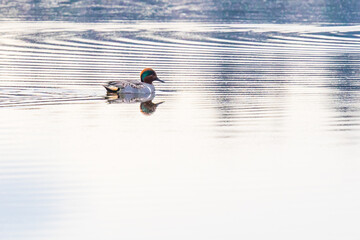 Drake Green-Winged Teal Reflected on a Rippled Pond