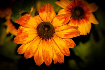 Macro sur une fleur de Rudbeckia jaune