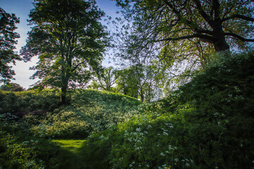 trees in the forest