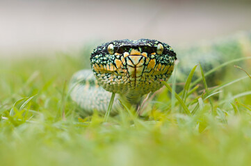 wagler's pit vipers or Tropidolaemus wagleri