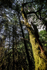 Obraz premium trees in the forest