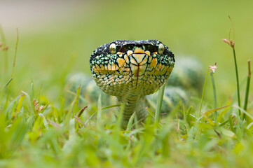 wagler's pit vipers or Tropidolaemus wagleri