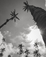 palmeras valle del cocora