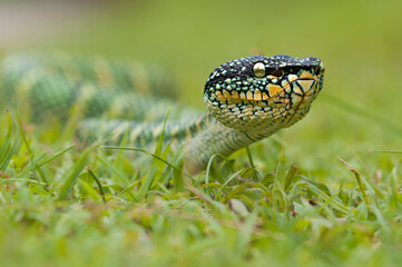 wagler's pit vipers or Tropidolaemus wagleri