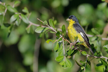 Lesser Goldfinch (Spinus psaltria) male perched, South Texas, USA