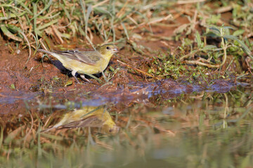 Lesser Goldfinch (Spinus psaltria) female drinking water, South Texas, USA
