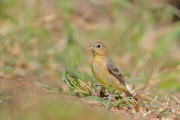 Lesser Goldfinch (Spinus psaltria) female, South Texas, USA