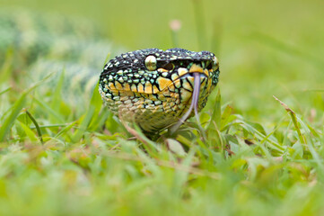 wagler's pit vipers or Tropidolaemus wagleri