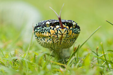 wagler's pit vipers or Tropidolaemus wagleri