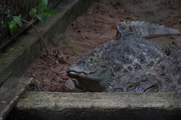 yellow-headed alligator in the pond in Rio de Janeiro