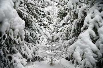 Der erste Schnee in der Rh&ouml;n