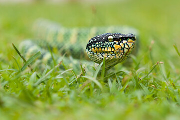 wagler's pit vipers or Tropidolaemus wagleri