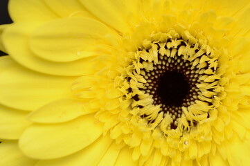 yellow flower macro