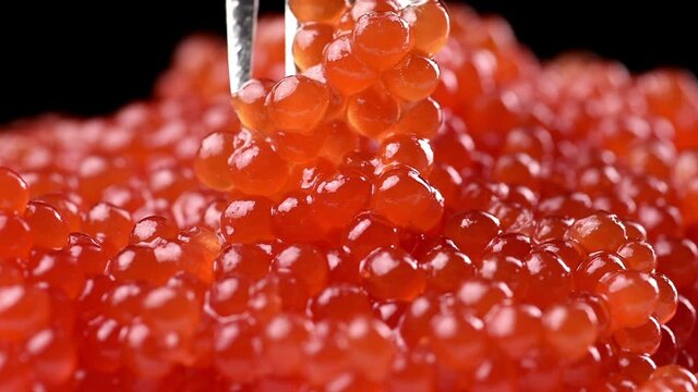 red chum salmon caviar in a metal fork on a black background, delicious and healthy food, close up
