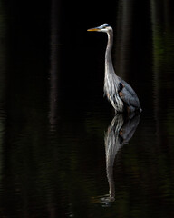Great Blue Heron
