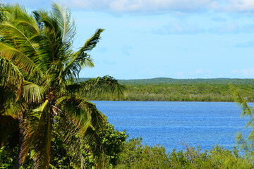 Fototapeta na wymiar The view of blue ocean and palm trees at Princess Cays, Bahamas