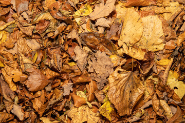 A pile of autumn leaves showing brown colors