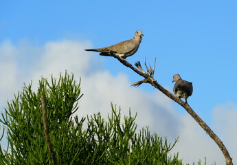 Mourning doves standing on a branch
