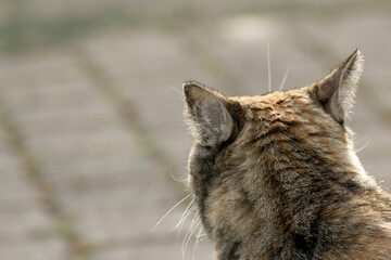 Tabby cat sits back and looks at something outdoor. Blurred background. Copy space.