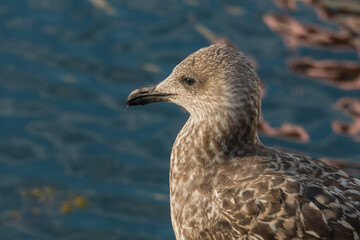seagull close up view with defocused sea